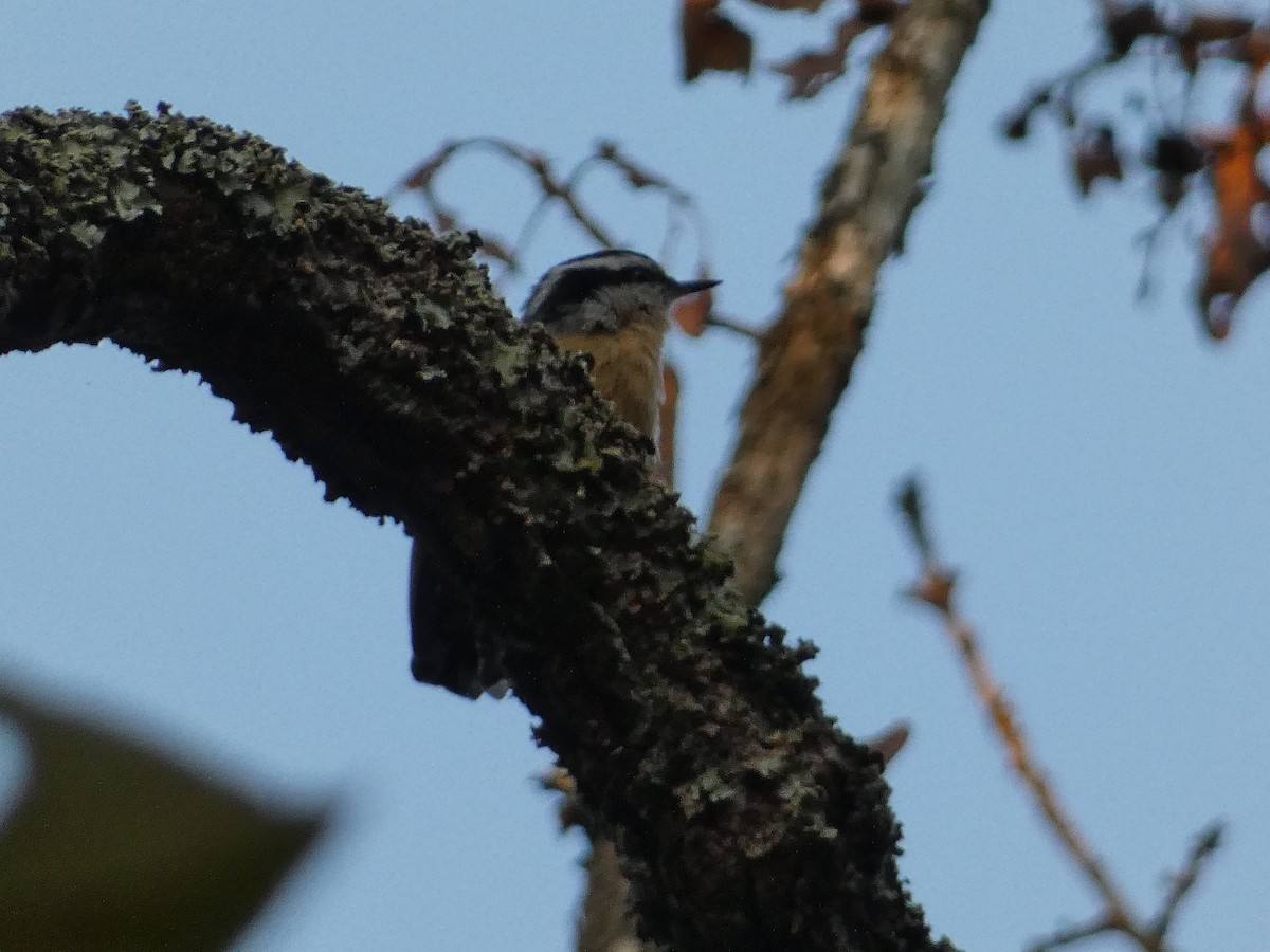Red-breasted Nuthatch - ML641629151