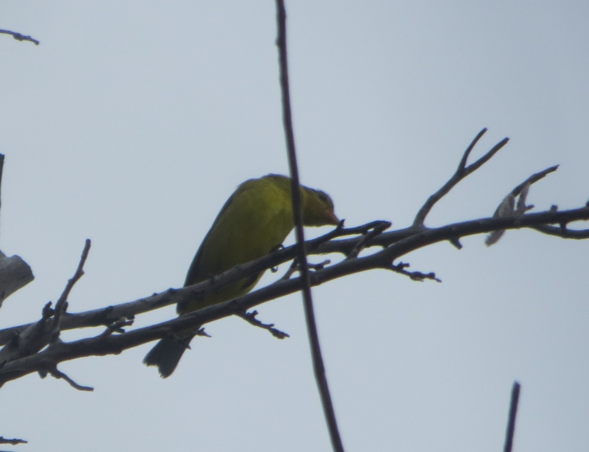 Western Tanager - ML641629192