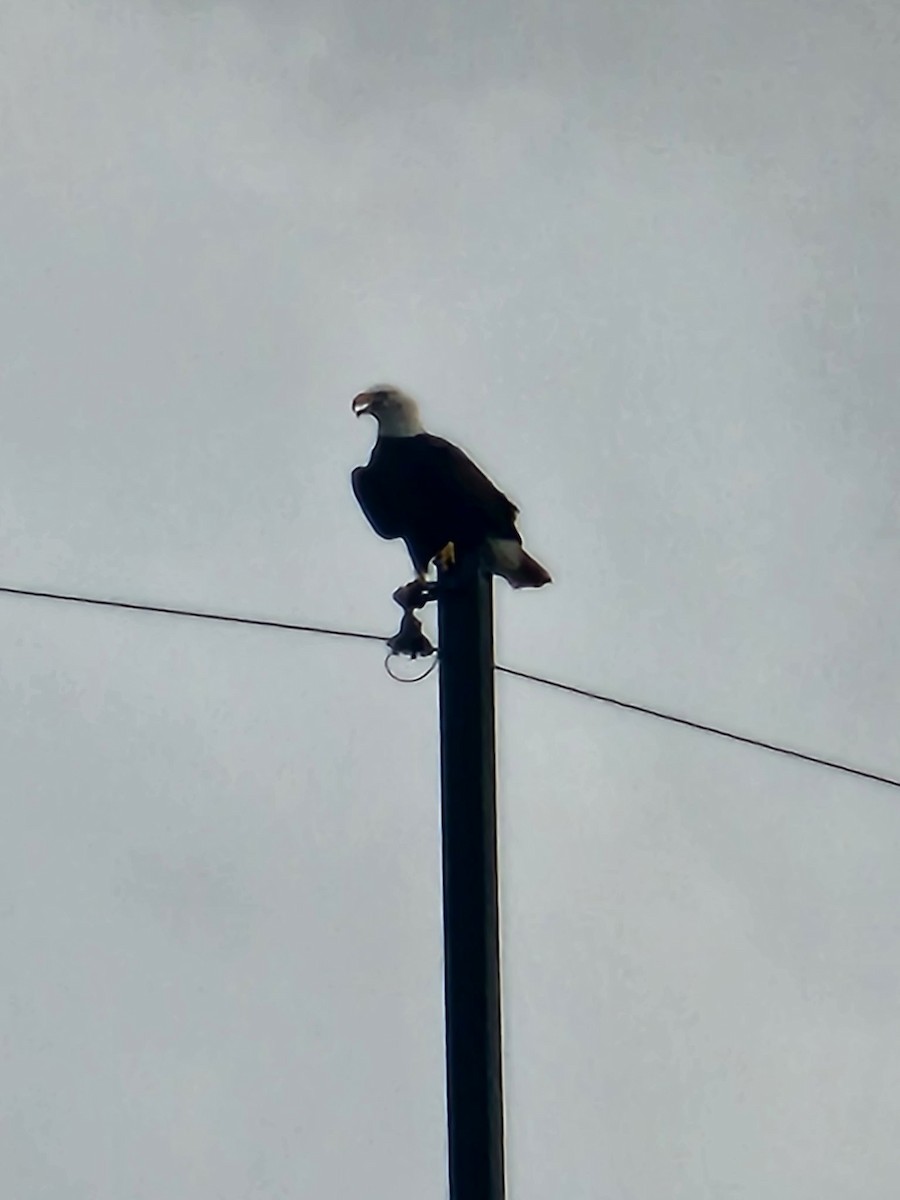 Bald Eagle - ML641629197