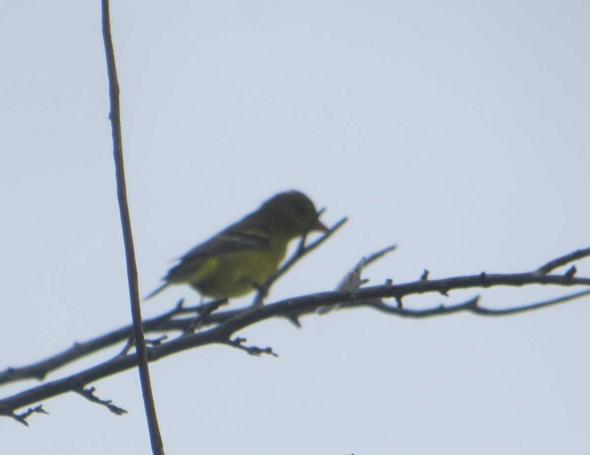Western Tanager - ML641629200