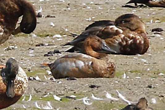 Canvasback - ML641629242