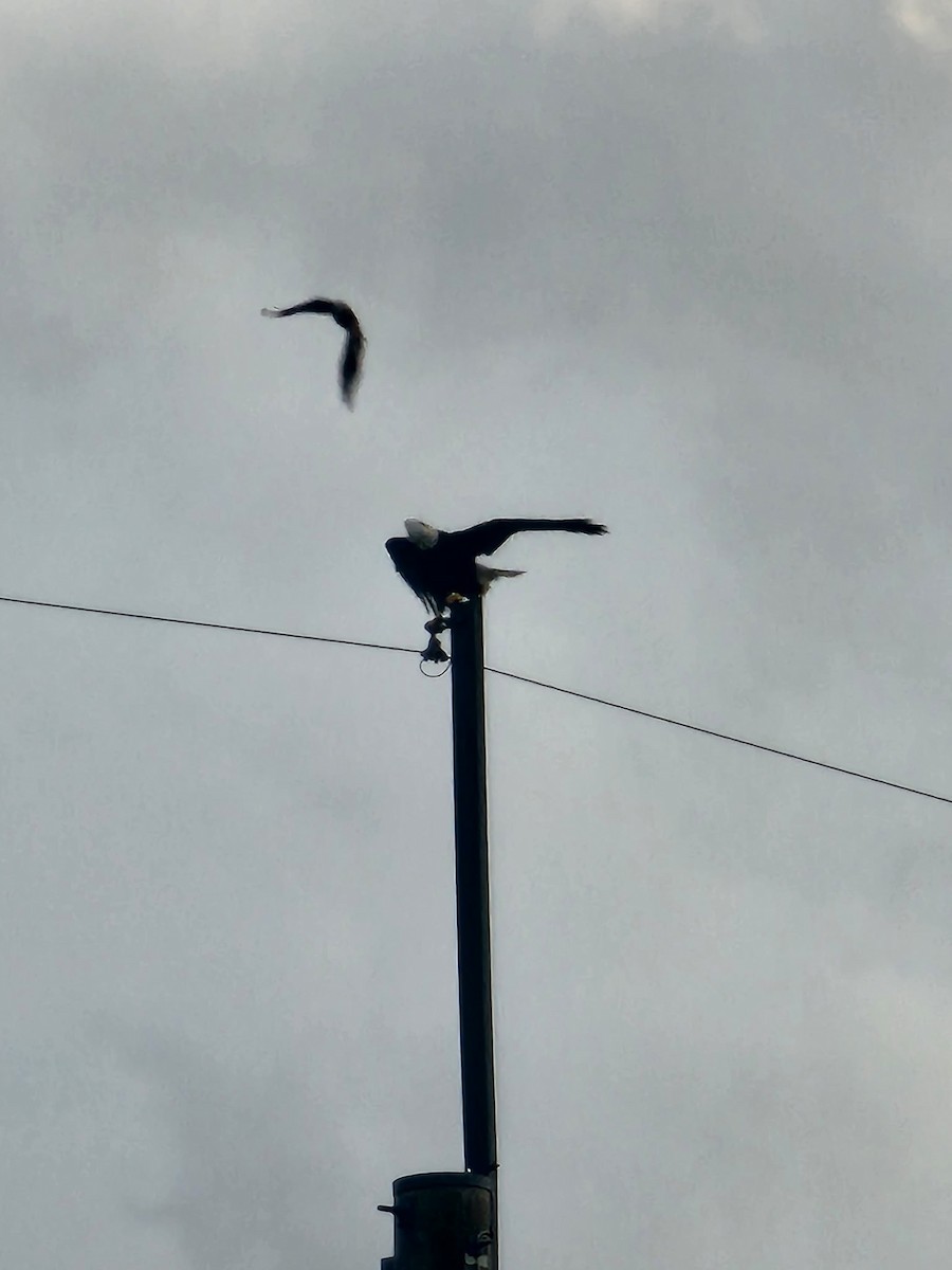 Bald Eagle - ML641629262