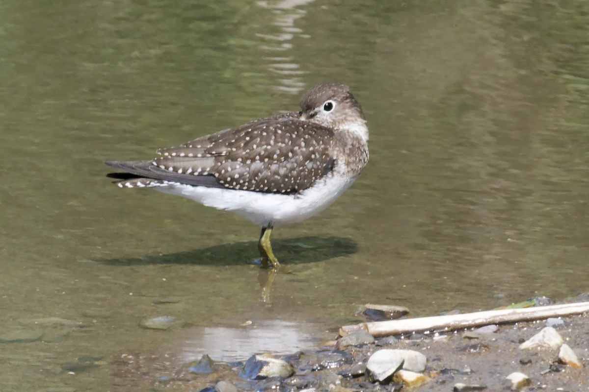 Solitary Sandpiper - ML641629335