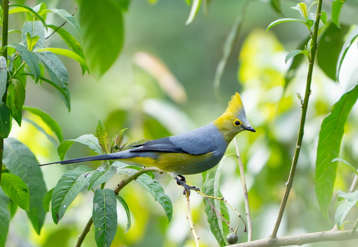 Long-tailed Silky-flycatcher - ML641629476