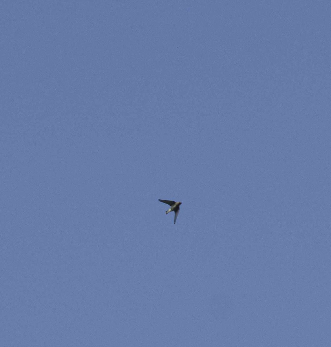 Golondrina/Avión sp. - ML641629480