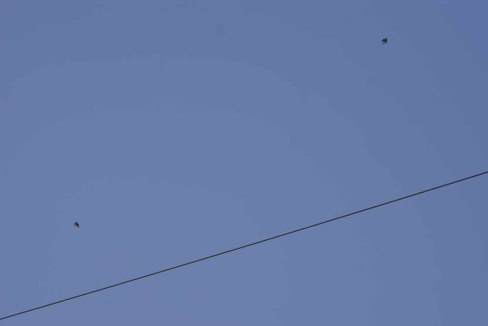 Golondrina/Avión sp. - ML641629482