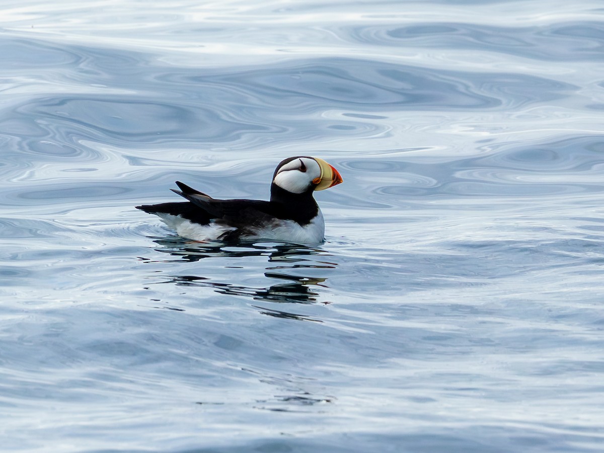 Horned Puffin - ML641629501