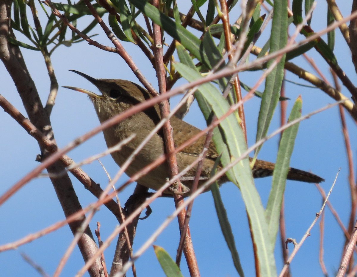 Northern House Wren - ML641629551