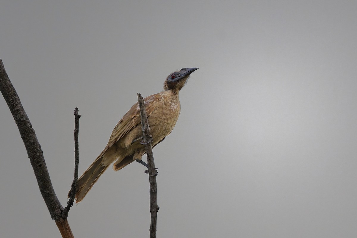 Helmeted Friarbird - ML641629599
