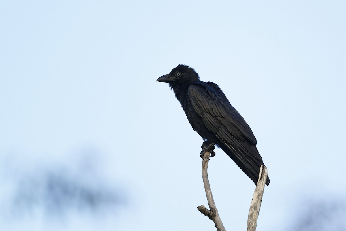 Torresian Crow - ML641629633