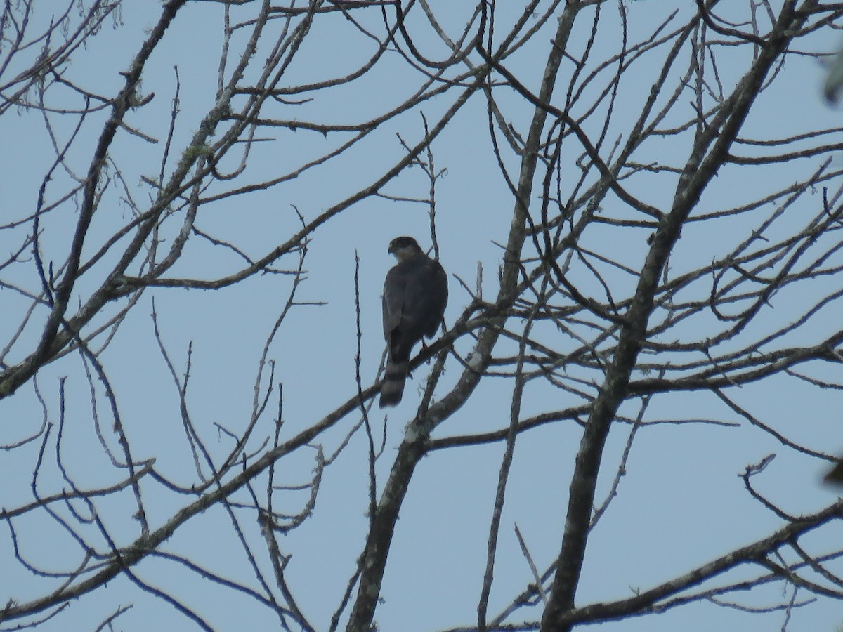 Sharp-shinned Hawk (White-breasted) - ML641629652