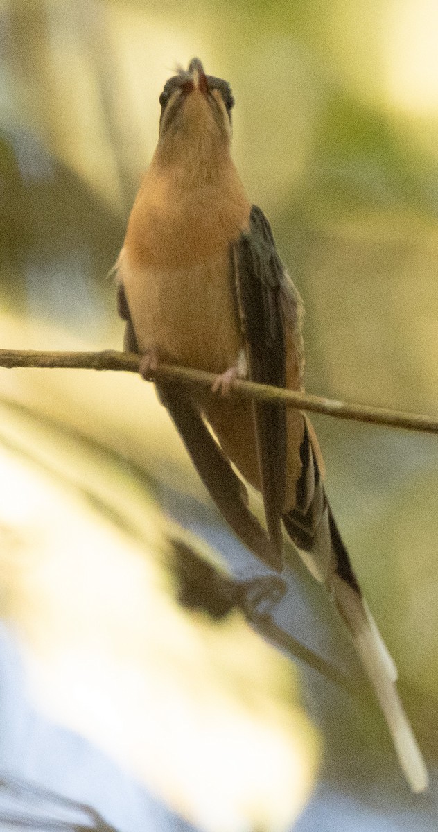 Planalto Hermit - ML641629657