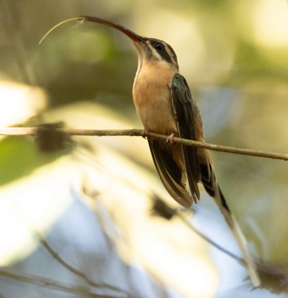 Planalto Hermit - ML641629658