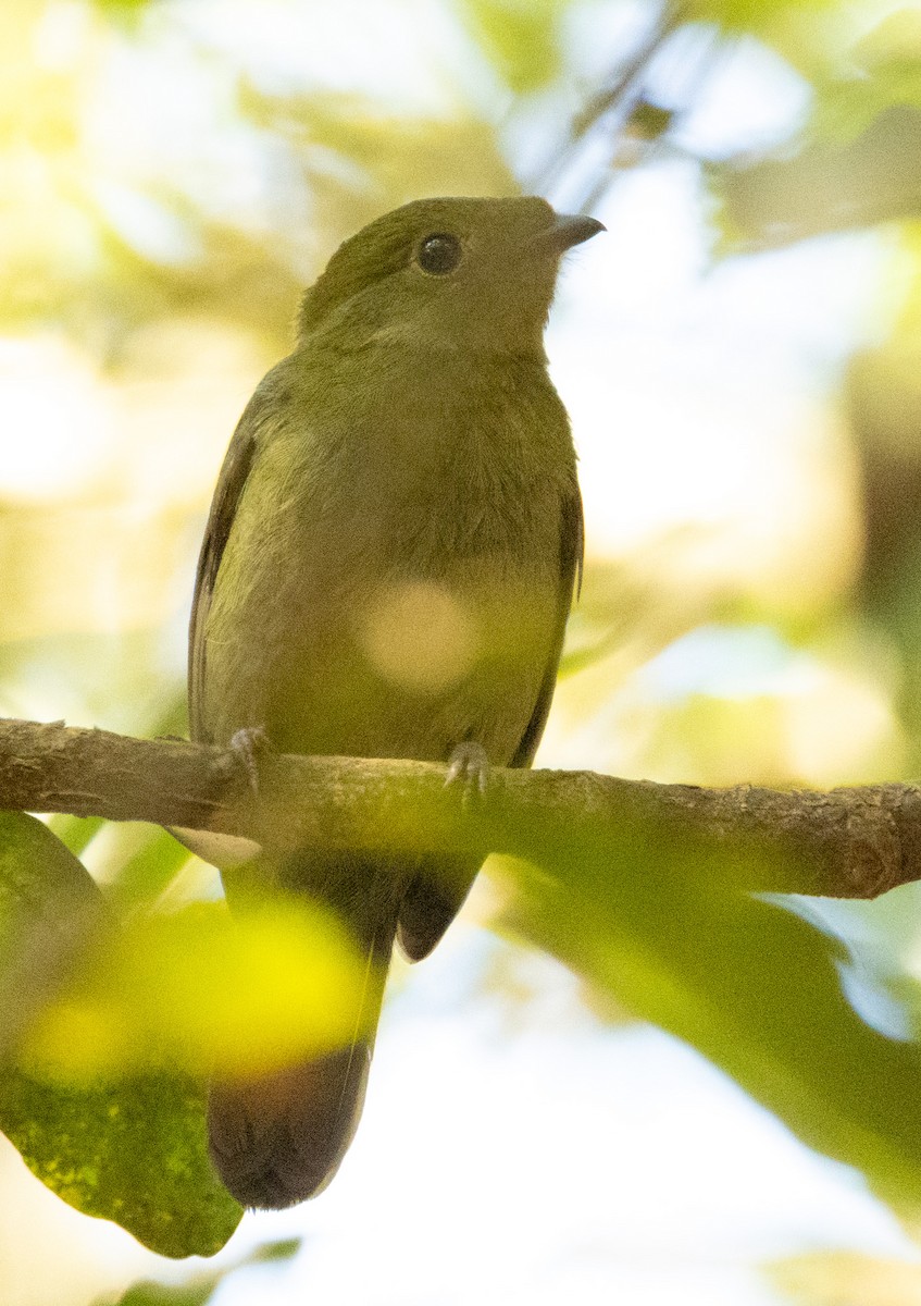Helmeted Manakin - ML641629668