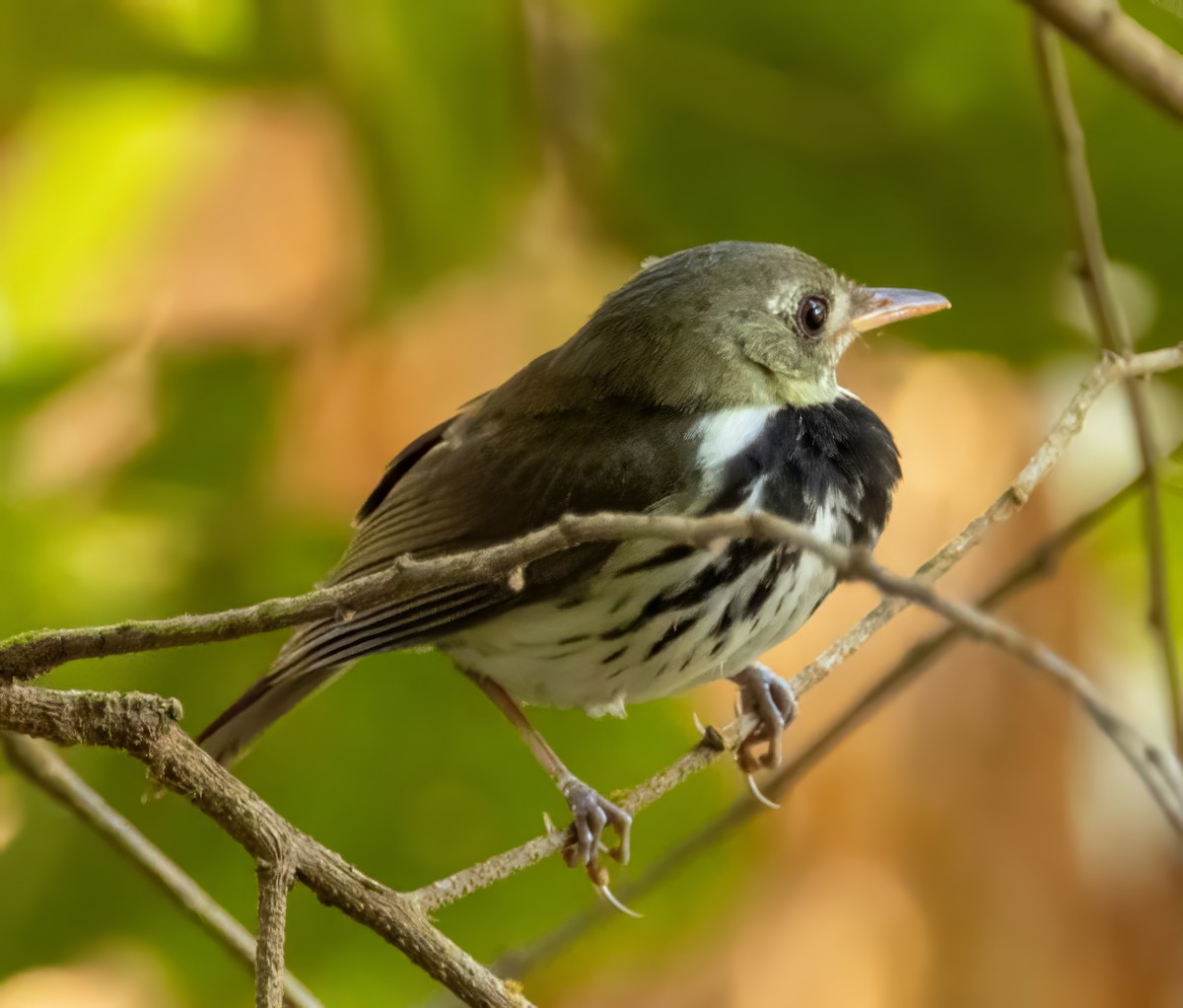 Southern Antpipit - ML641629689