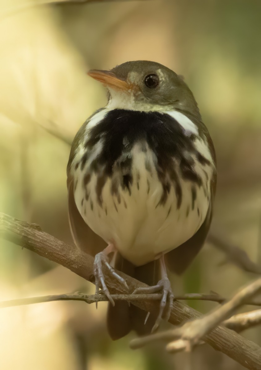 Southern Antpipit - ML641629690