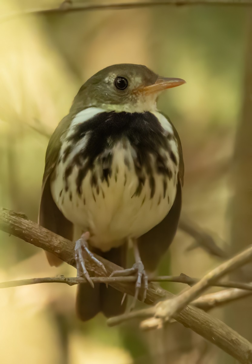 Southern Antpipit - ML641629691