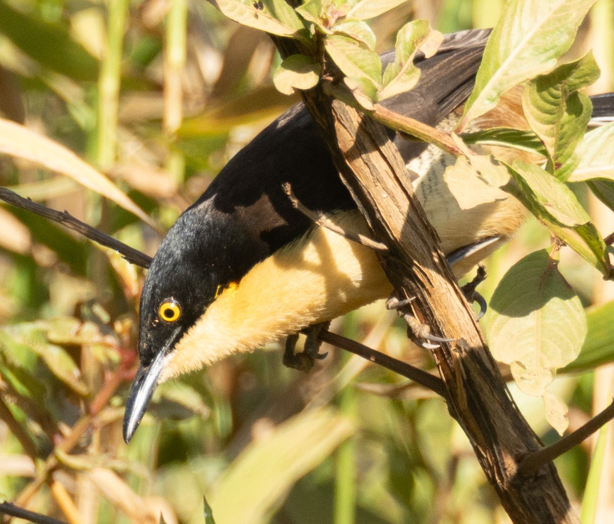 Black-capped Donacobius - ML641629697