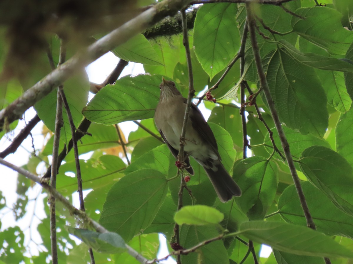 Ecuadorian Thrush - ML641629705