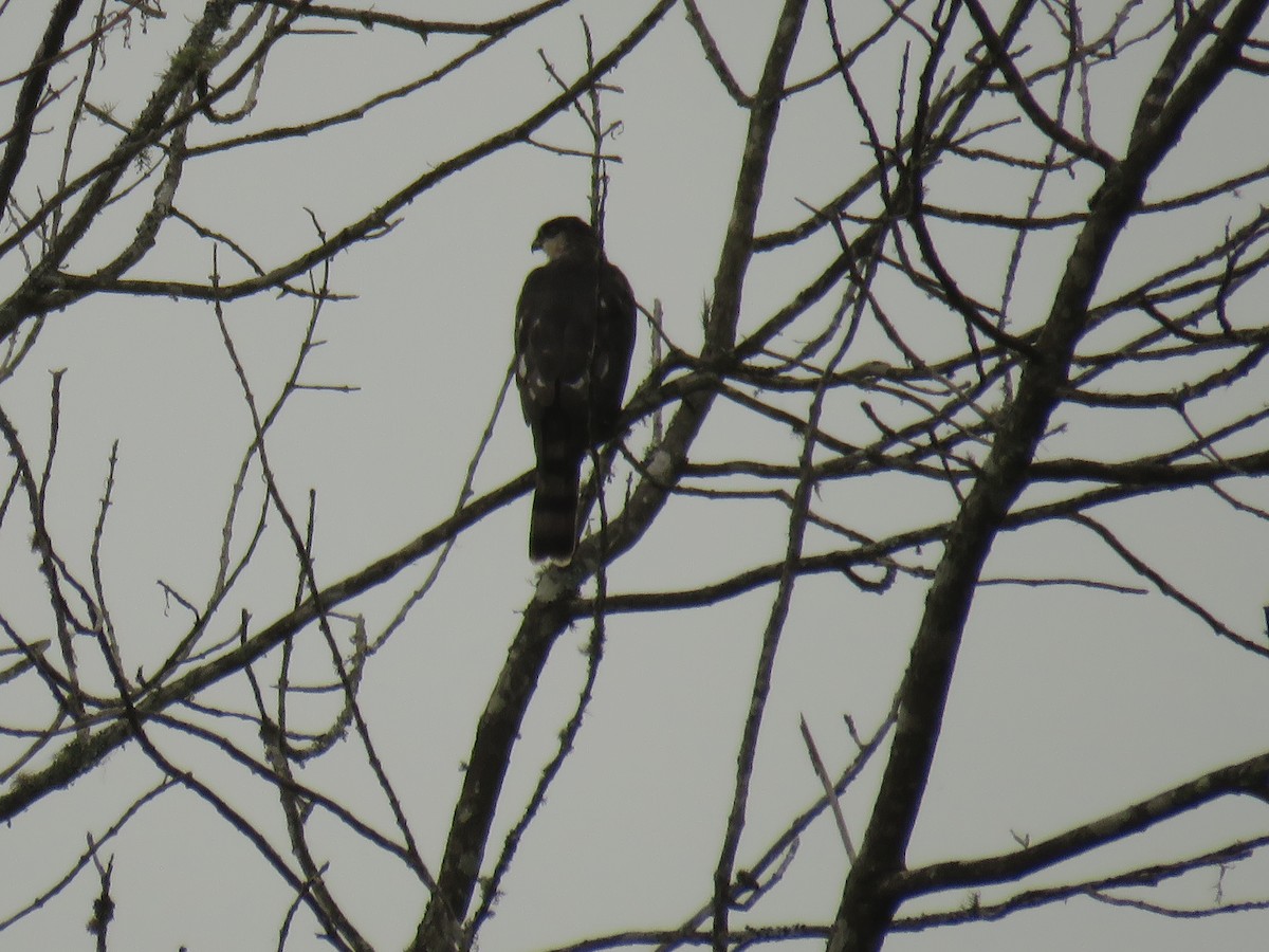 Sharp-shinned Hawk (White-breasted) - ML641629706