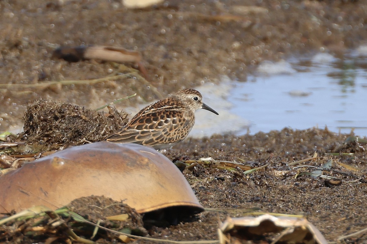 Least Sandpiper - ML641629753