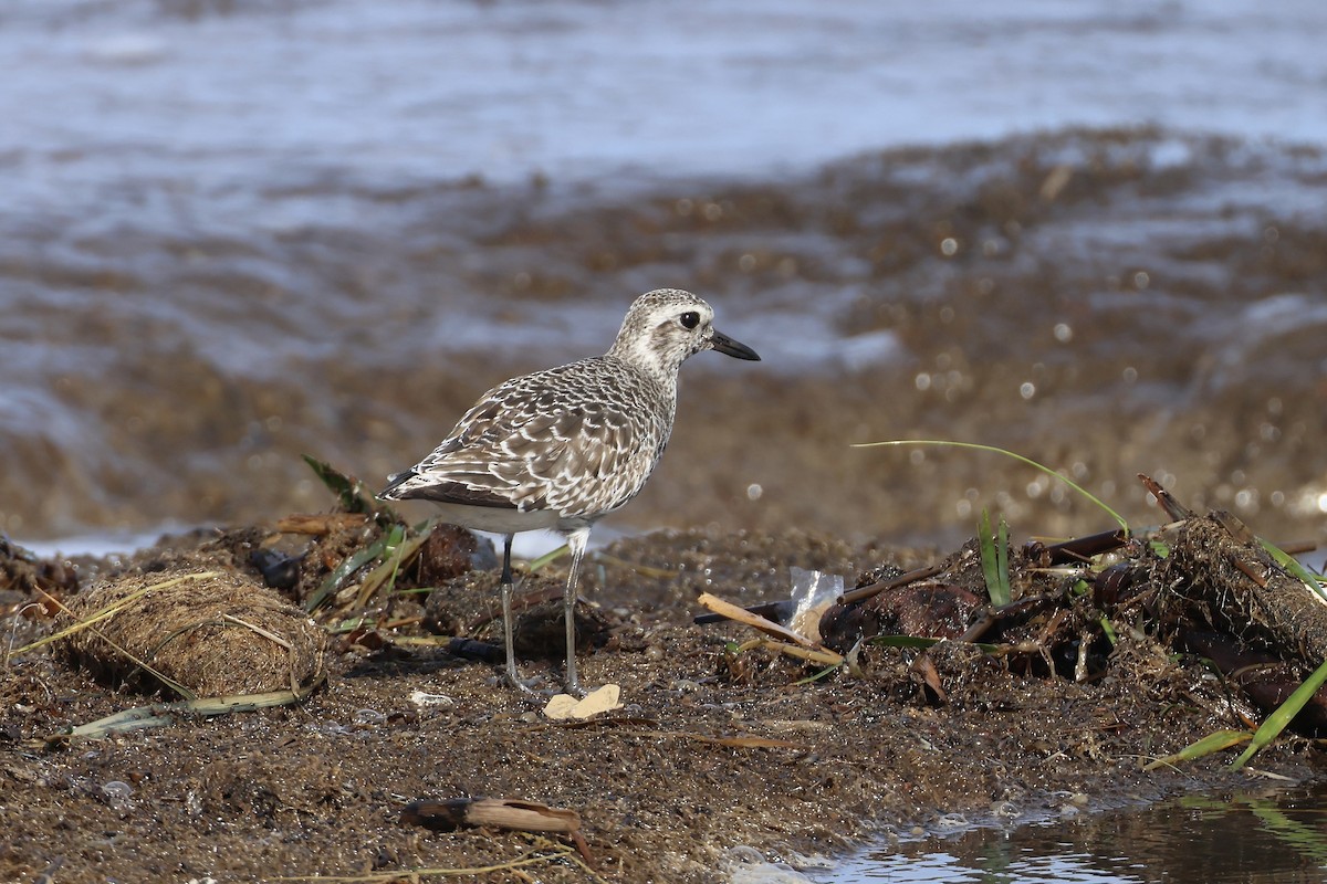 Black-bellied Plover - ML641629759