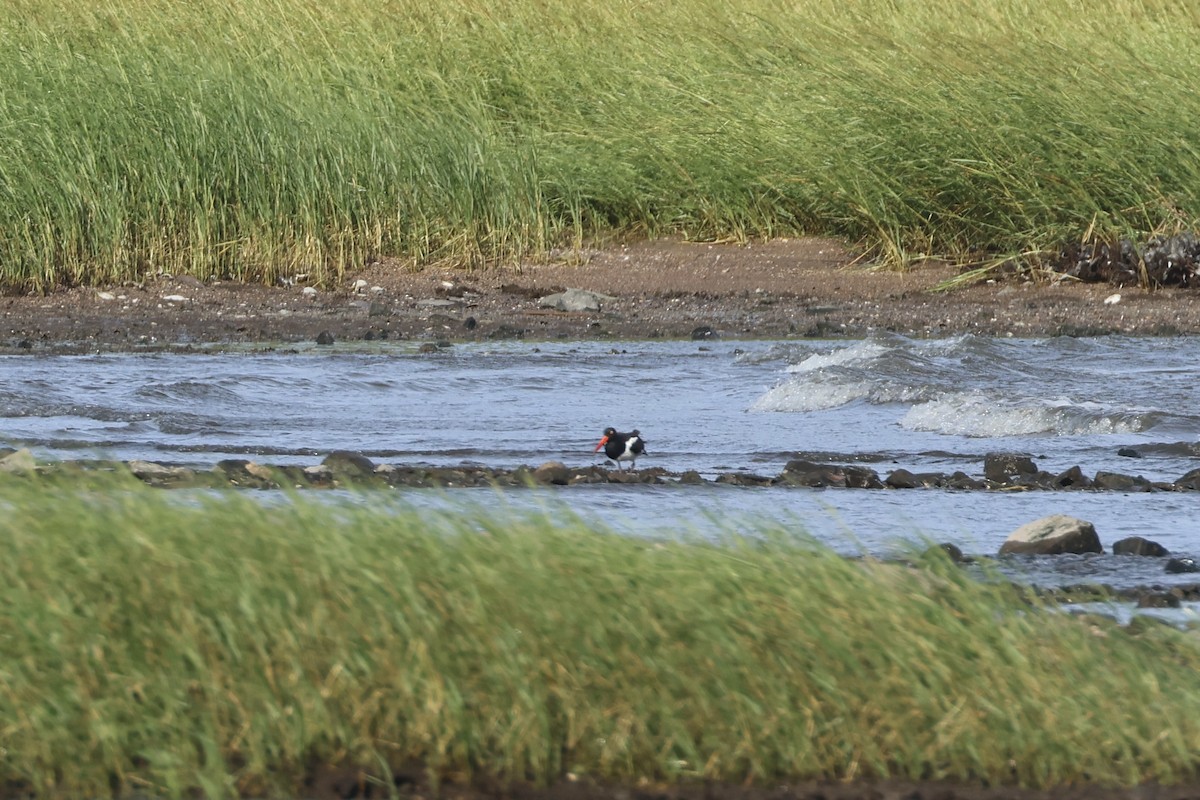 American Oystercatcher - ML641629760