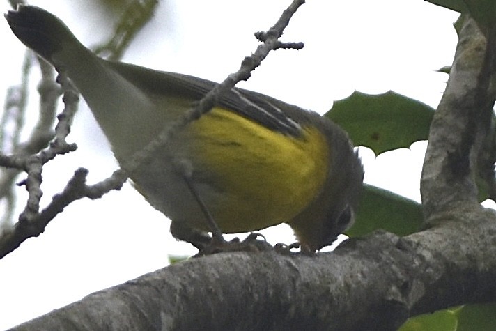 Magnolia Warbler - ML641629793