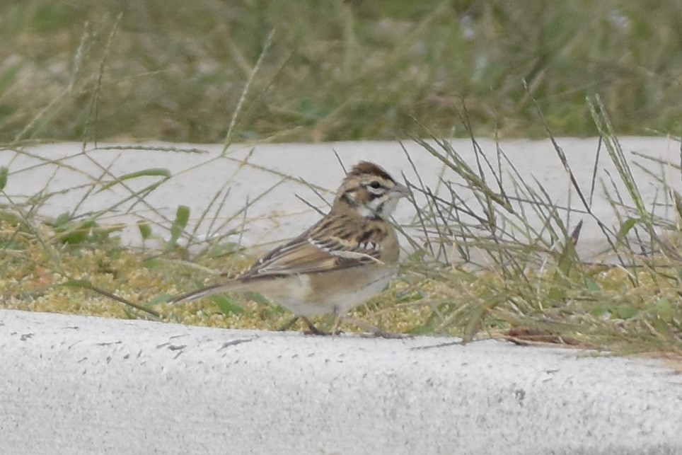Lark Sparrow - ML641629814