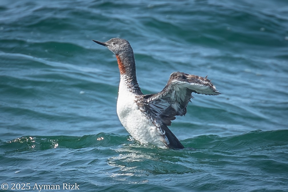 Red-throated Loon - ML641629842