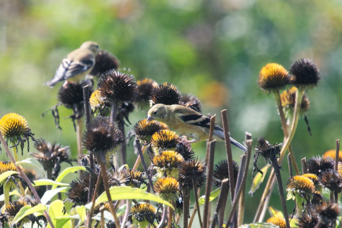 American Goldfinch - ML641629892