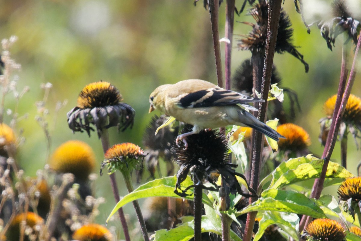 American Goldfinch - ML641629895
