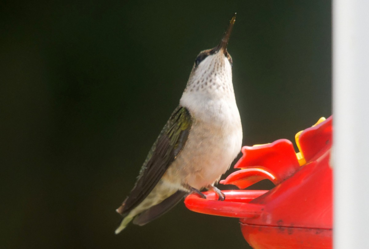 Ruby-throated Hummingbird - ML641629910