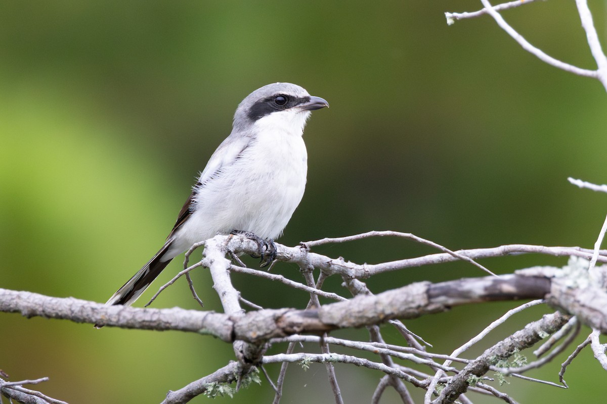 Loggerhead Shrike - ML641629924