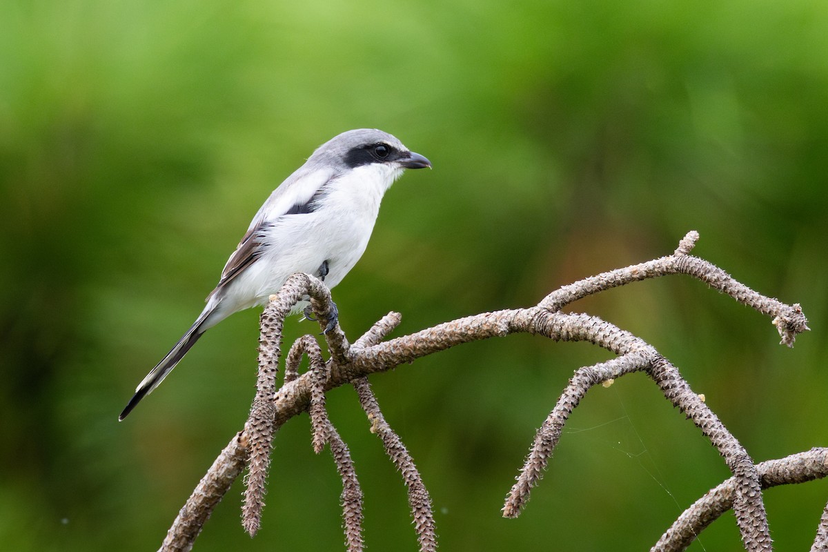 Loggerhead Shrike - ML641629925