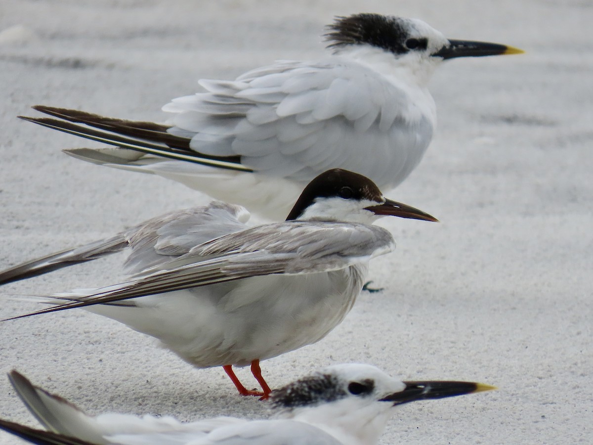 Common Tern (hirundo/tibetana) - ML641630026