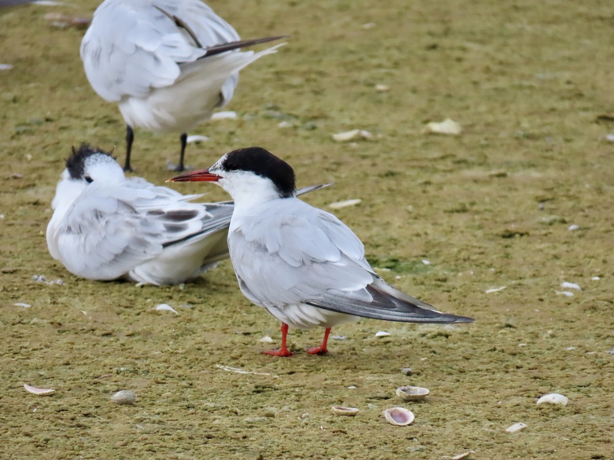Common Tern (hirundo/tibetana) - ML641630027