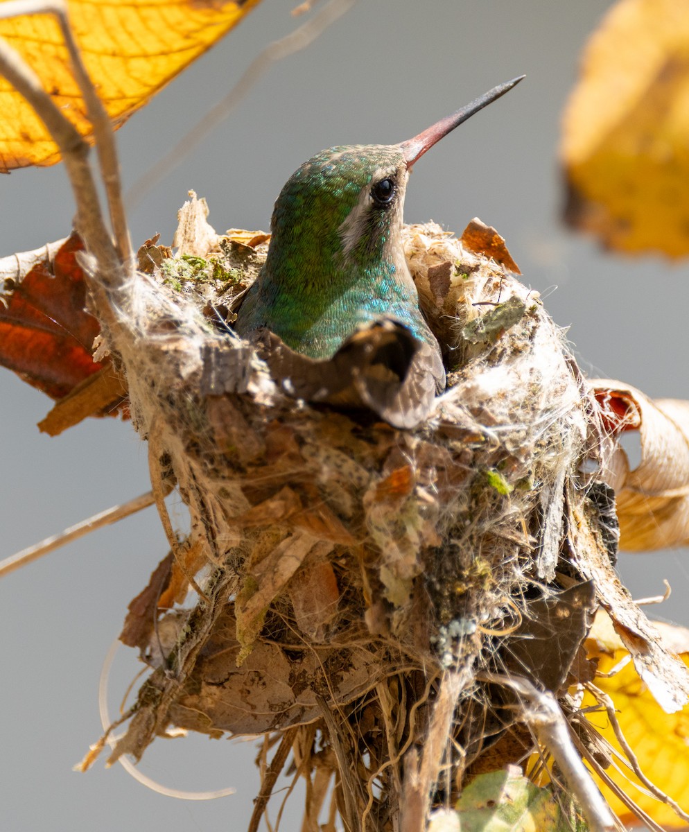 Glittering-bellied Emerald - ML641630042