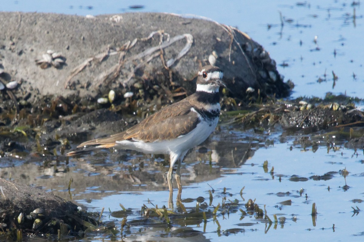 Killdeer - ML641630107