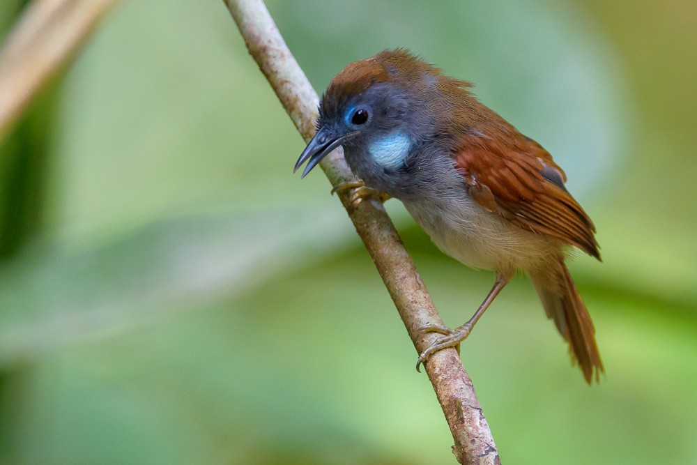 Chestnut-winged Babbler - Leslie Loh