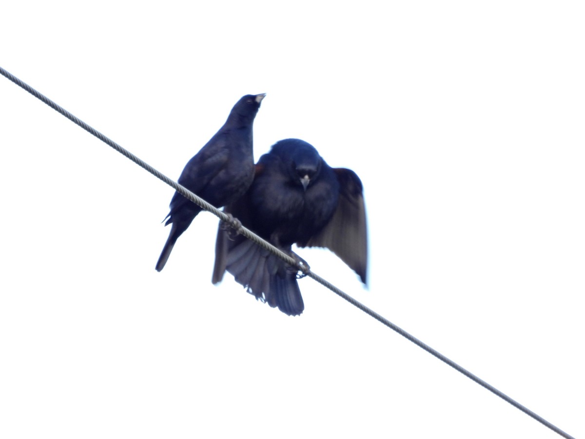 Screaming Cowbird - ML641630111