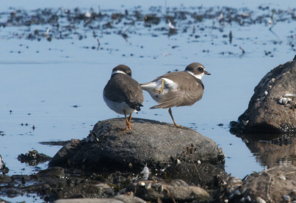 Semipalmated Plover - ML641630114