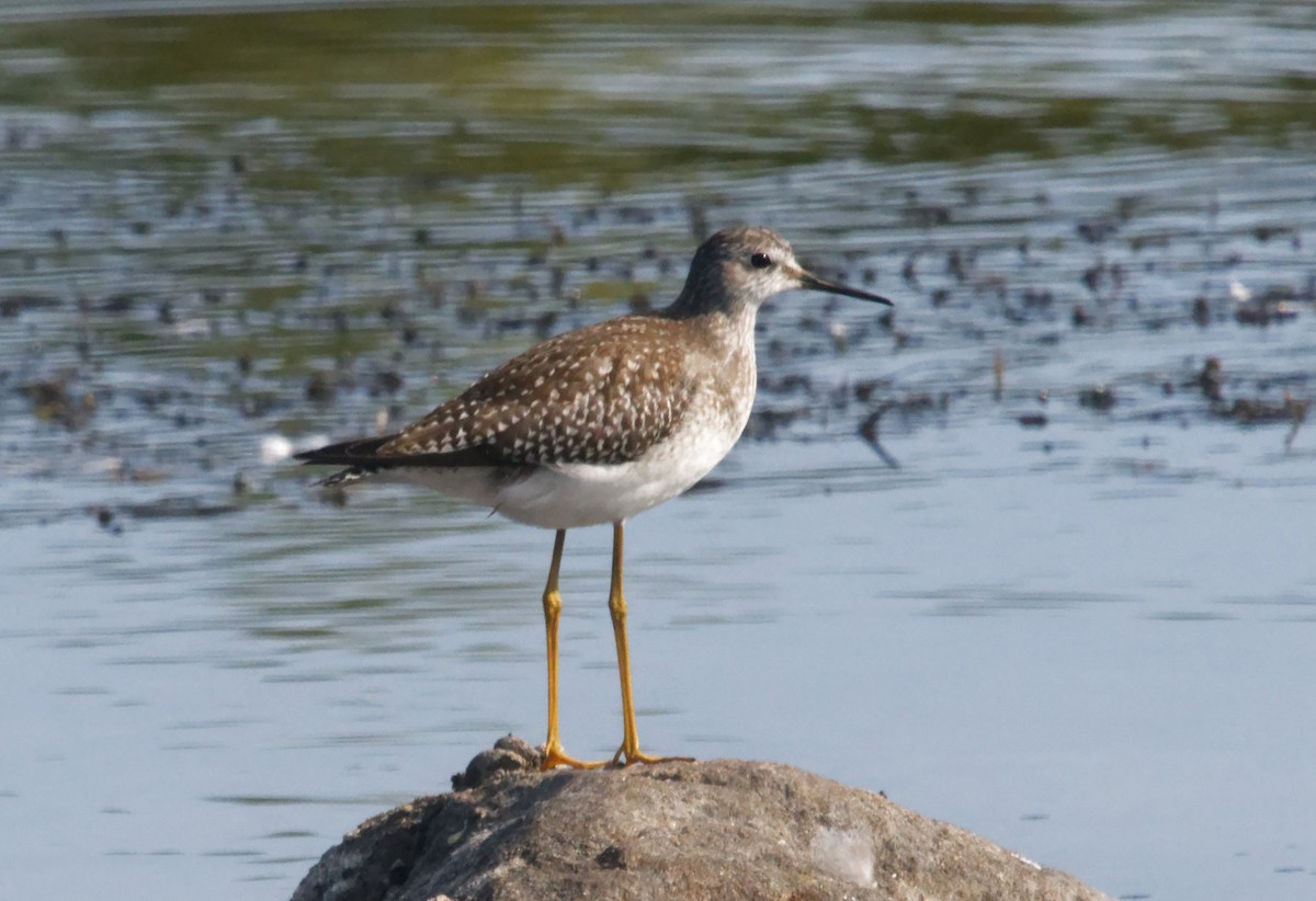 Lesser Yellowlegs - ML641630126