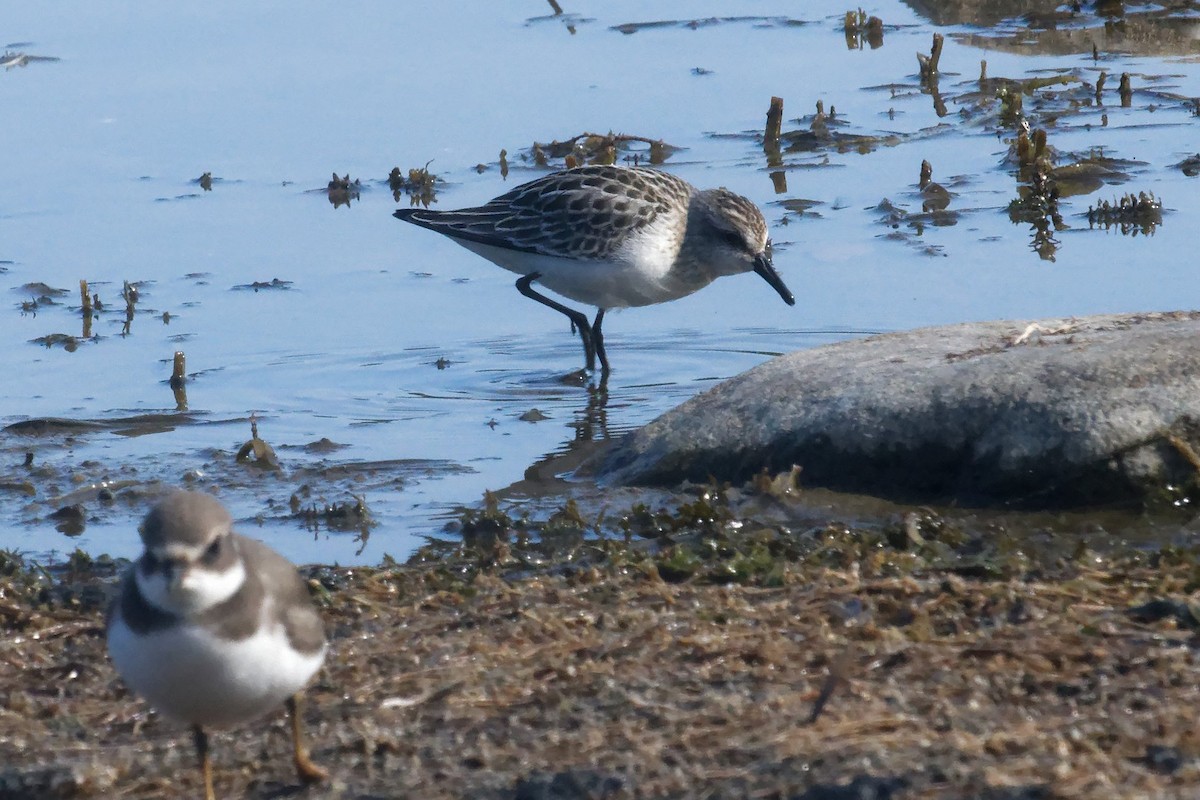 Semipalmated Sandpiper - ML641630134