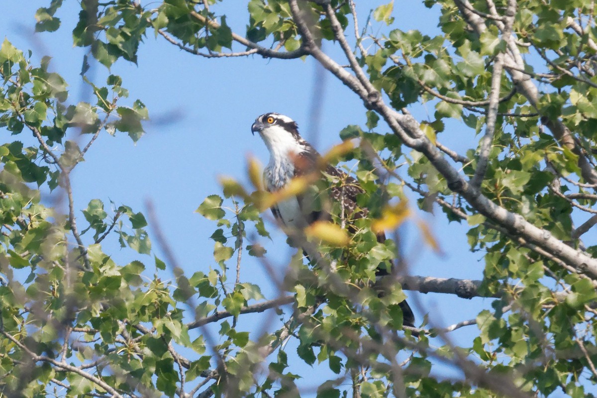 Osprey - ML641630145