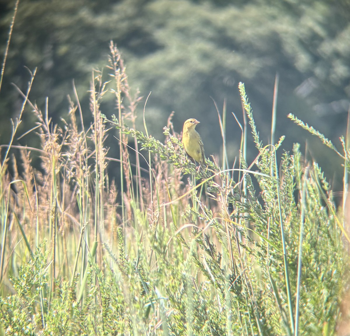 Bobolink - ML641630172