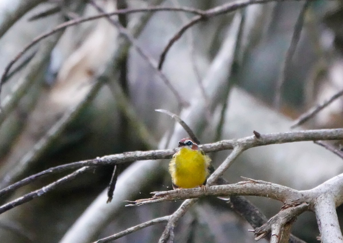 Chestnut-capped Warbler - ML641630176