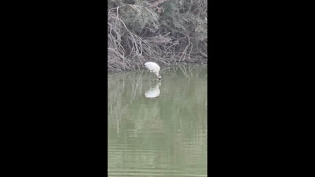 Wood Stork - ML641630195