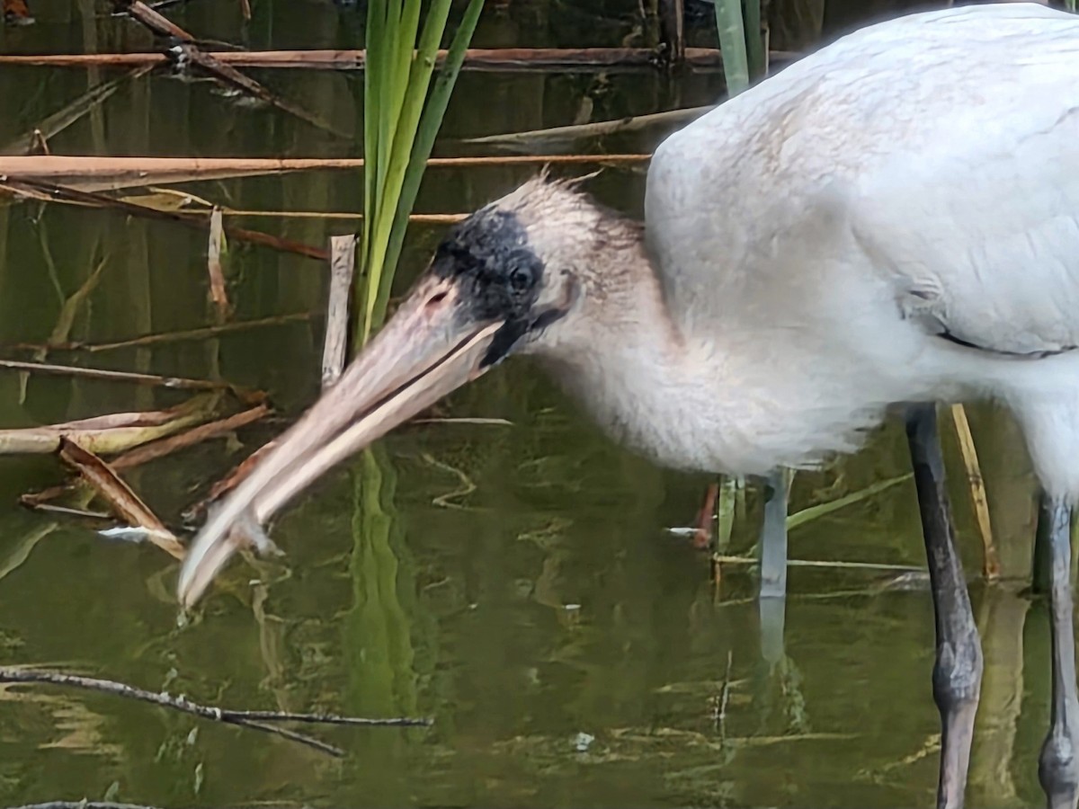 Wood Stork - ML641630202
