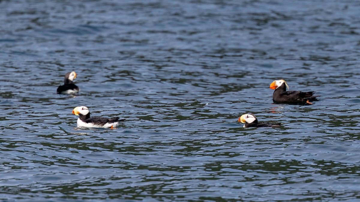 Horned Puffin - ML641630221